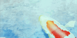 Big White Koi Fish Swimming GIF