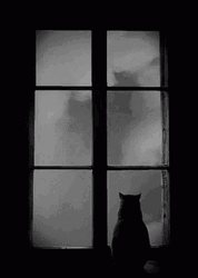 Big Window Fog GIF