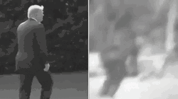 Bigfoot Comparison To Trump GIF