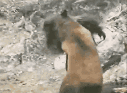 Bigfoot Fighting With A Bear GIF