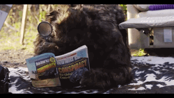 Bigfoot Reading Conspiracy Books GIF
