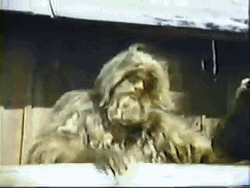Bigfoot Versus Wildboy GIF