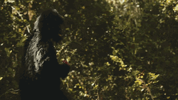 Bigfoot Walking In The Forest GIF
