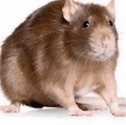 Biggie Cheese In Real Life GIF