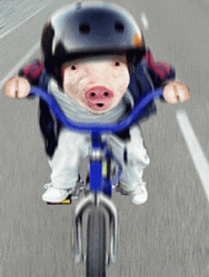 Bike Riding Piggy Face Swap GIF