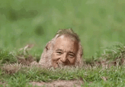 Bill Murray Groundhog  GIF