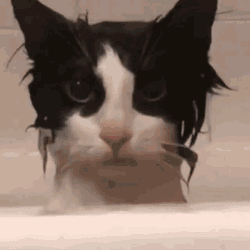 Billzo Drenched Cat Billzo Cat GIF