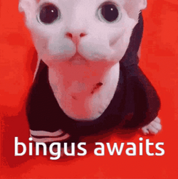 Bingus Awaits Cute Sphynx Cat  GIF