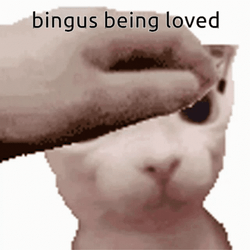 Bingus Being Loved Sphynx Cat GIF