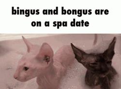 Bingus Bongus Sphinx Cat Spa Date GIF