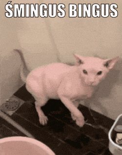 Bingus Cat GIF