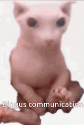 Bingus Communication Sphynx Cat GIF