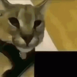 Bingus Cougar Rawr GIF