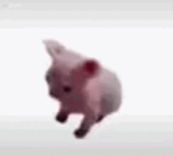 Bingus Cute Meme Sphynx Cat GIF