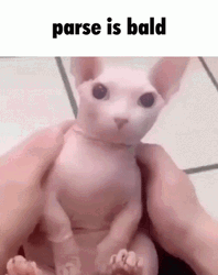 Bingus Genshin Impact Parse Is Bald GIF