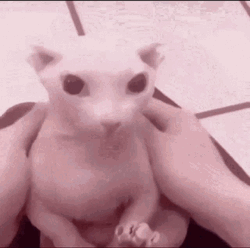 Bingus Prank Surprised Sphynx Cat GIF