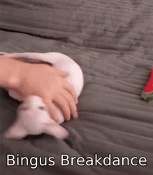 Bingus Sphynx Cat Breakdance GIF
