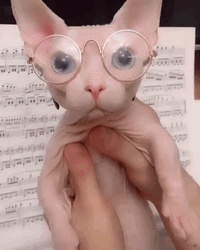 Bingus Sphynx Cat Eyeglasses  GIF