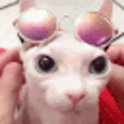 Bingus Sphynx Cat Fashion GIF