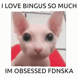 Bingus Sphynx Cat I'm Obsessed Rubik's Cube GIF