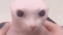 Bingus Sphynx Cat Kpop GIF