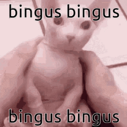 Bingus Sphynx Pet Cat  GIF