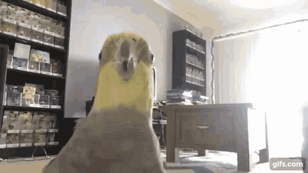 Birb Alex The Honking Bird GIF