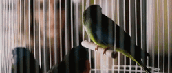 Bird Box Pretty Face Sandra GIF