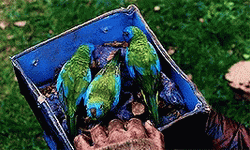Bird Box That Showed GIF
