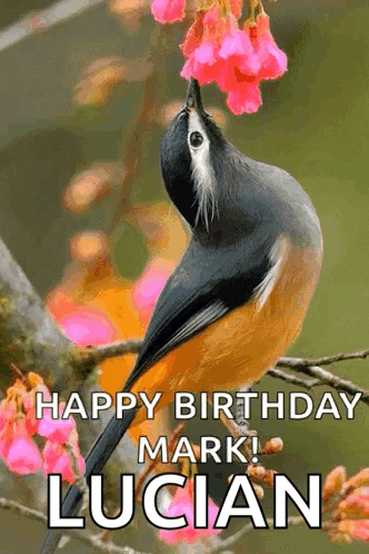 Bird Branch Pink Flowers Happy Birthday Mark Lucian GIF