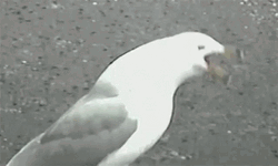 Bird Choking On Sausage GIF