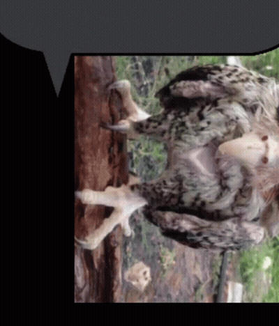 Bird Claws And Feathers GIF
