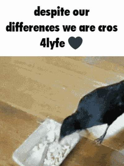 Bird Despite Our Differences We Are Cross 4Lyfe GIF