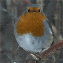 Bird European Robin GIF