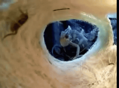 Bird Eye Close Up With Hole GIF