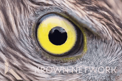 Bird Eye With Thrown Network GIF