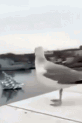 Bird Fall Fails GIF