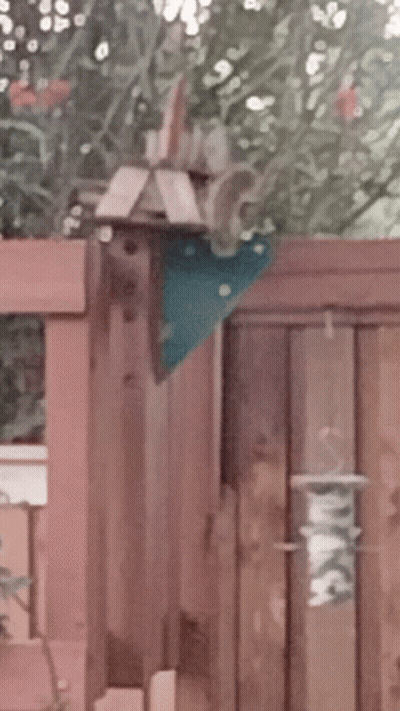 Bird Feeder On Wooden Fence Saying Peace GIF