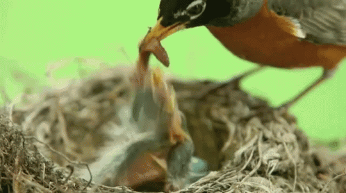 Bird Feeding Baby Bird In Nest GIF