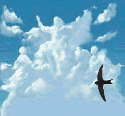 Bird Flying Around Under The Clouds GIF