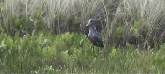 Bird Flying From The Grass GIF