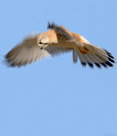 Bird Flying In Blue Sky With Blurred Background GIF