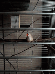 Bird Flying In Cage GIF