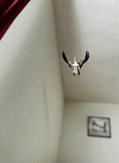 Bird Flying In Room With Victor GIF