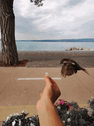 Bird Flying On Hand GIF