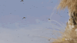 Bird Flying On Mountains GIF