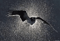 Bird Flying On Water GIF