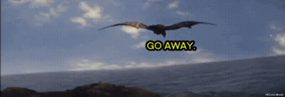 Bird Flying Over Ocean Saying Go Away GIF