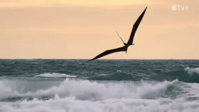 Bird Flying Over Ocean With Apple TV+ Logo GIF
