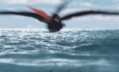 Bird Flying Over Ocean With Wings Spread GIF